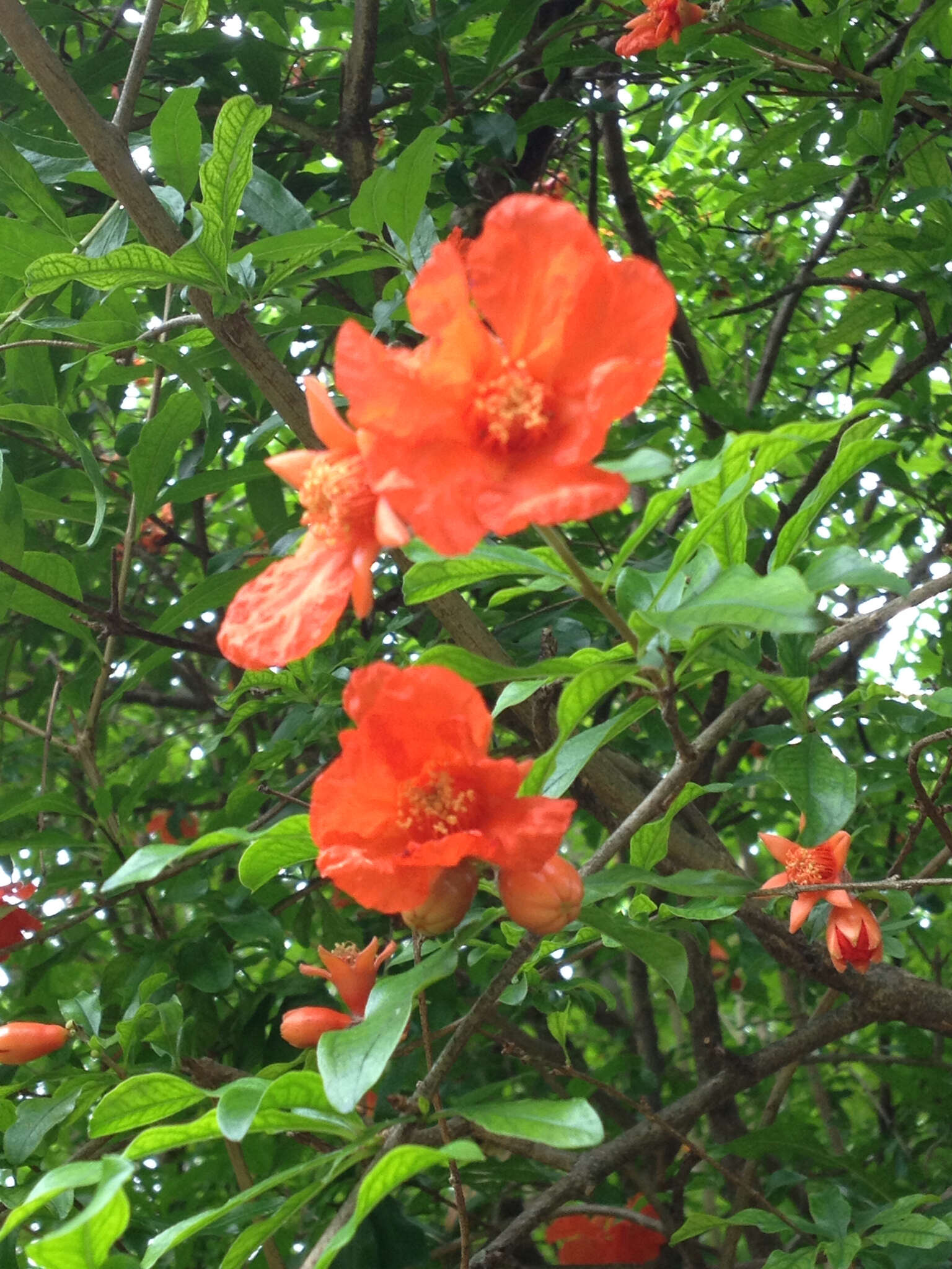 Image of pomegranate