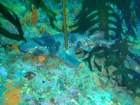 Image of Australian Swellshark