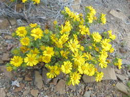 Image of Deinandra streetsii (A. Gray) B. G. Baldwin