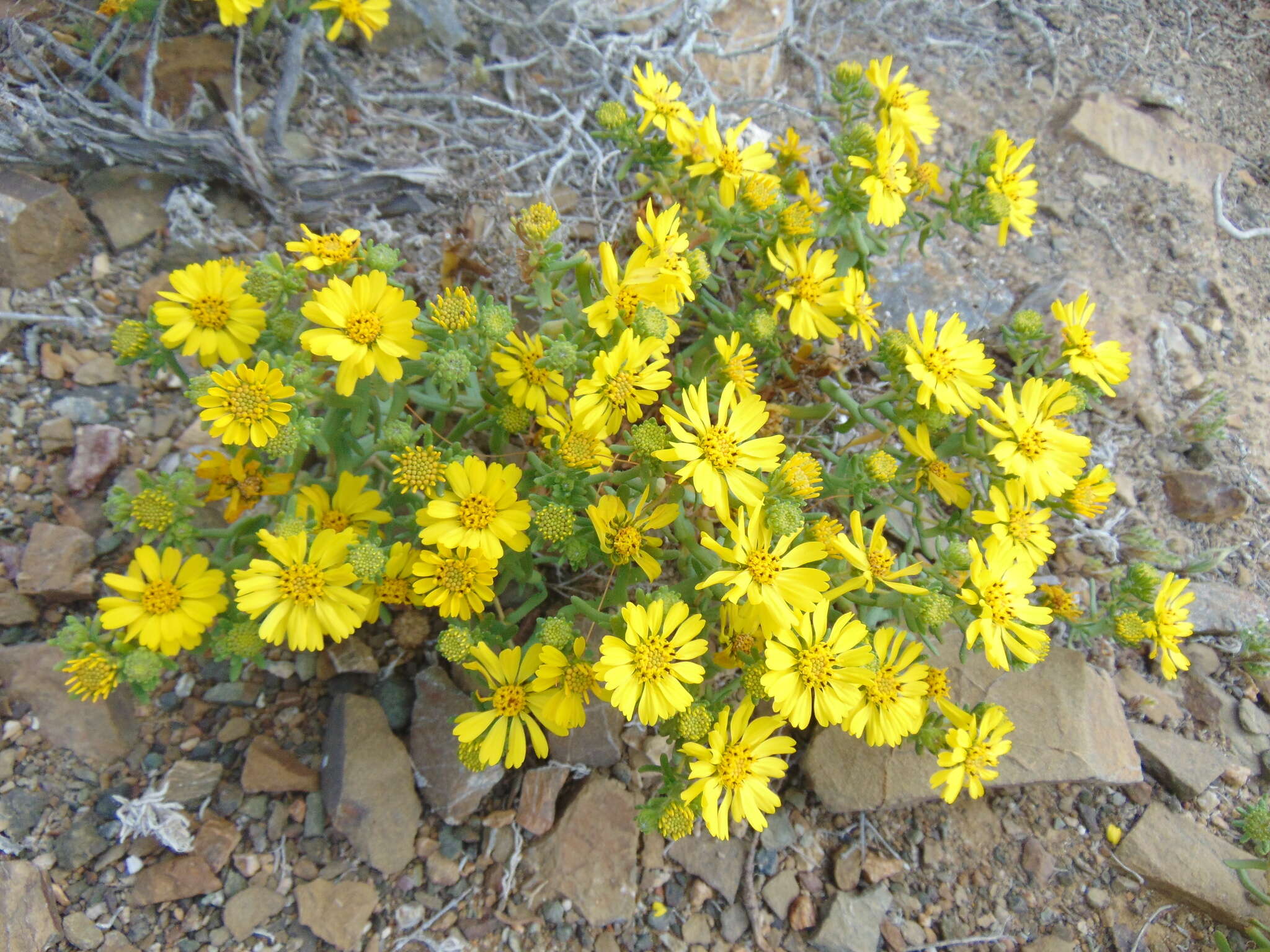 Image of Deinandra streetsii (A. Gray) B. G. Baldwin