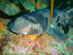 Image of Australian Swellshark