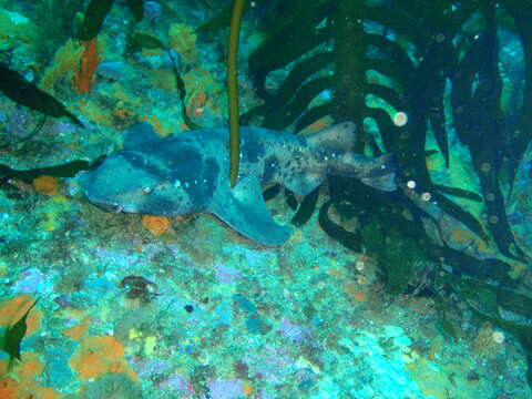 Image of Australian Swellshark