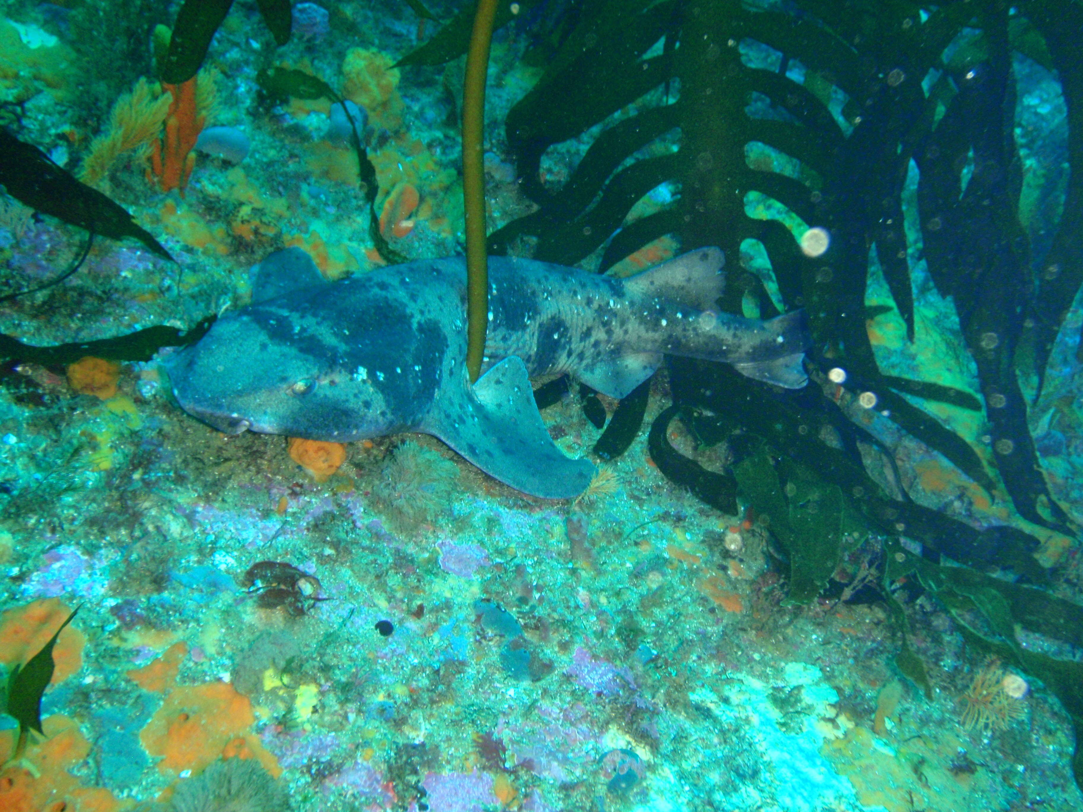 Image of Australian Swellshark