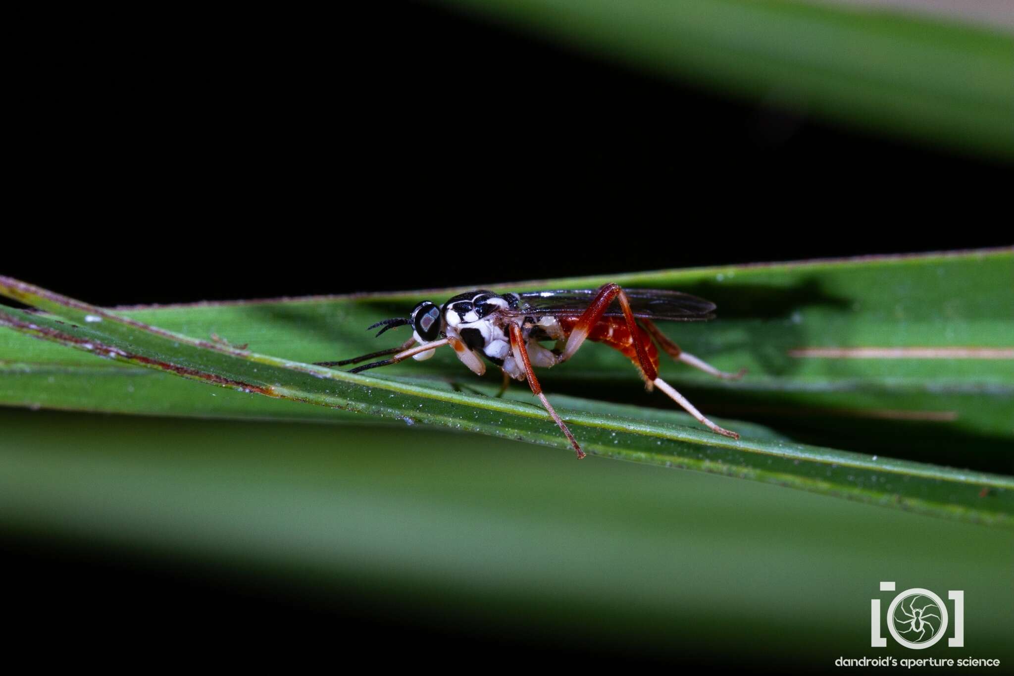 Xylomya americana (Wiedemann 1821)的圖片