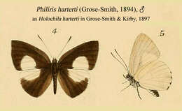 Image of Philiris harterti (Grose-Smith 1894)