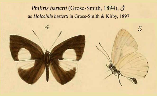 Image of Philiris harterti (Grose-Smith 1894)