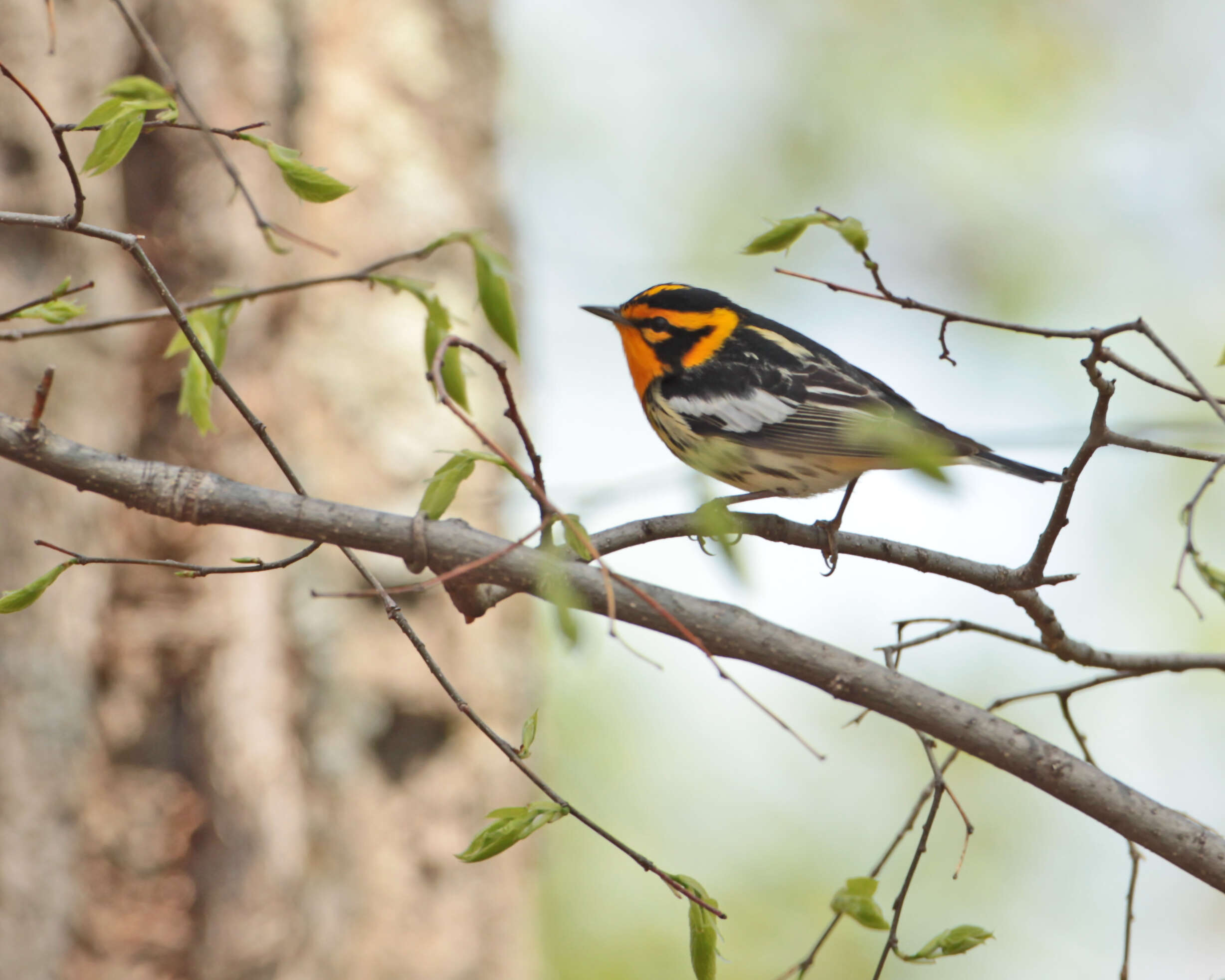 Image of Blackburnian Warbler