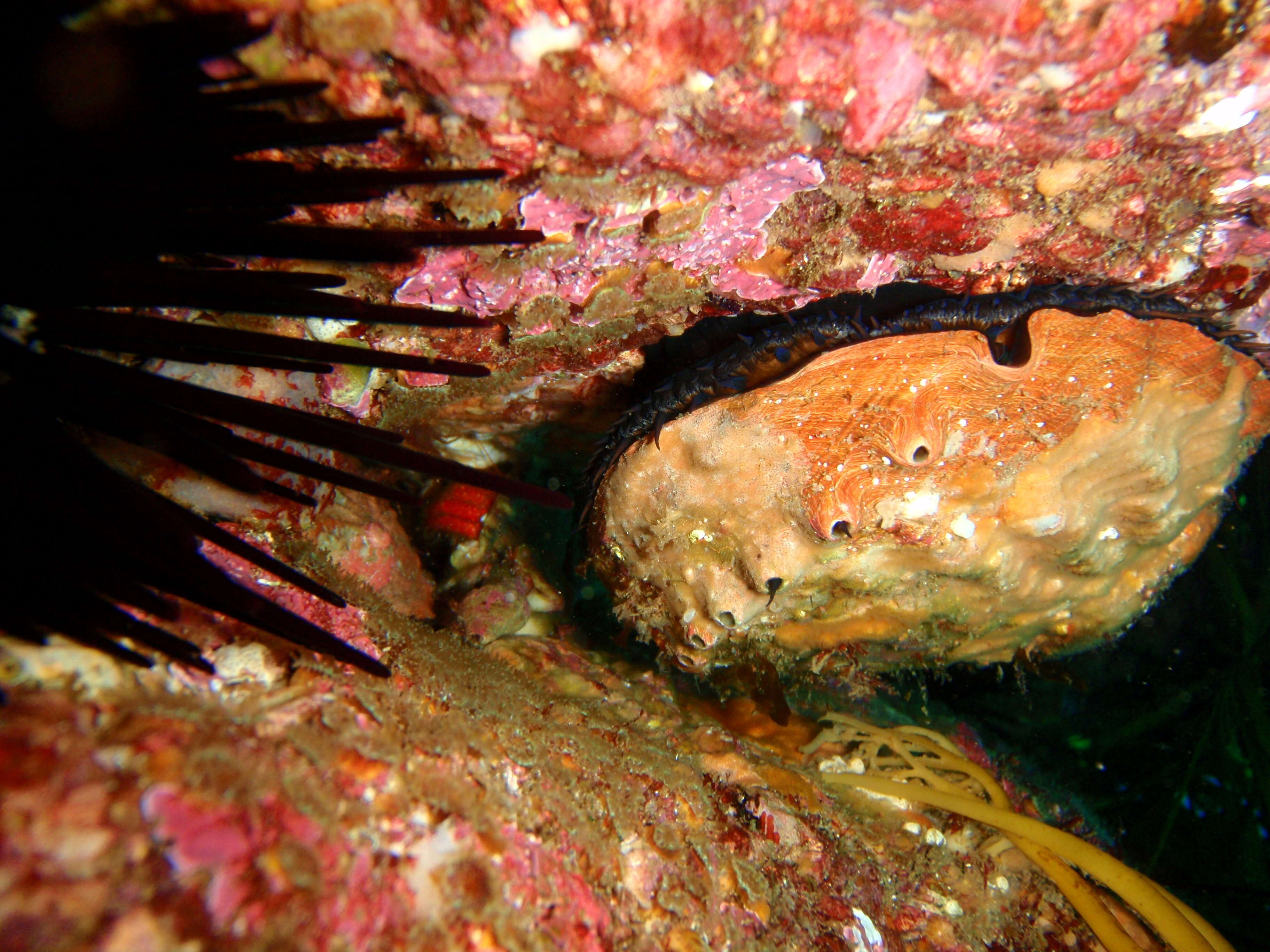 Image of Blacklip abalone