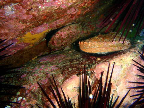 Image of Blacklip abalone