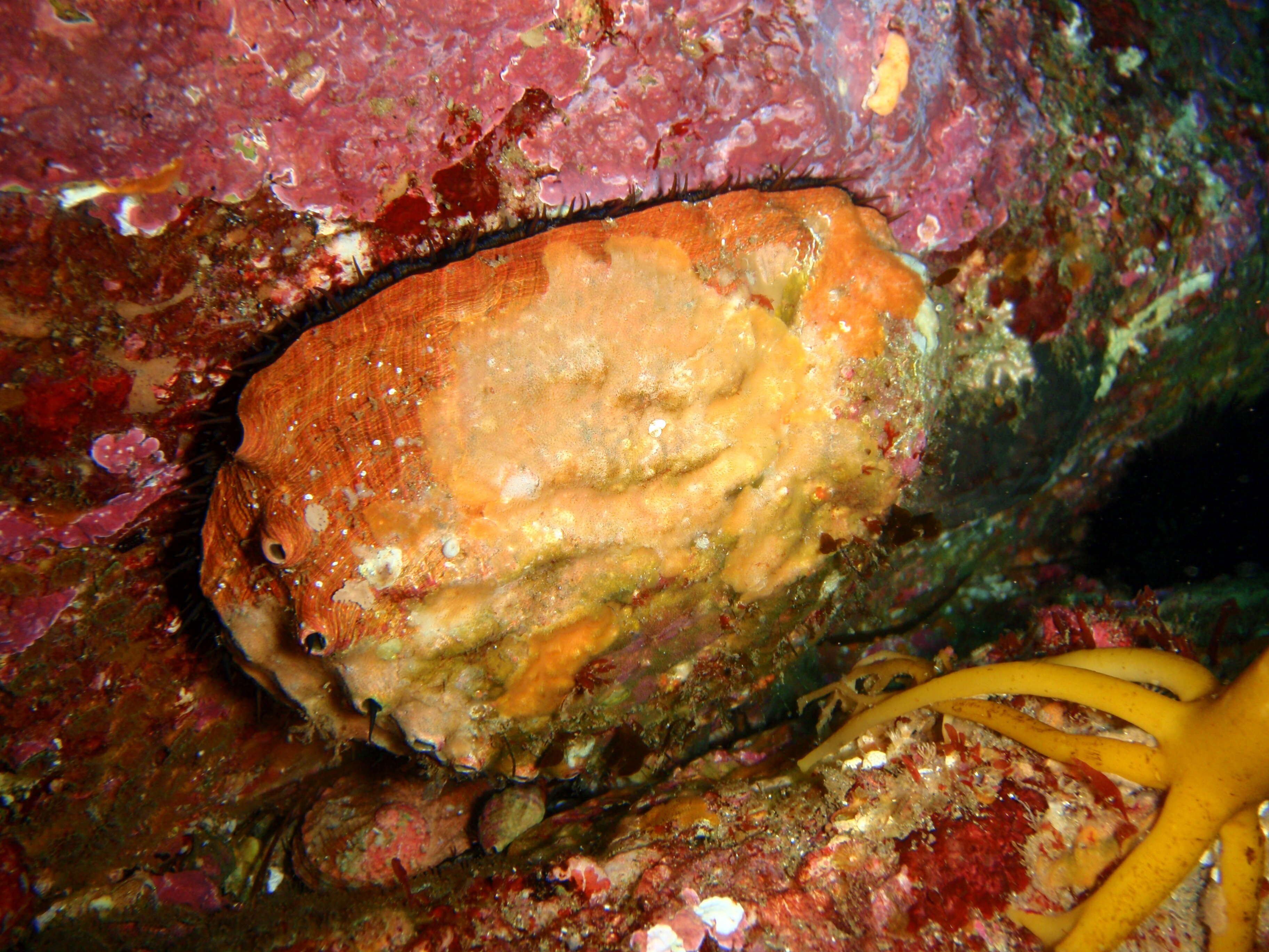 Image of Blacklip abalone