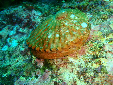 Image of Blacklip abalone