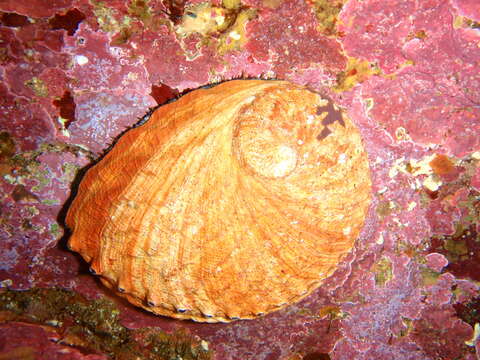 Image of Blacklip abalone