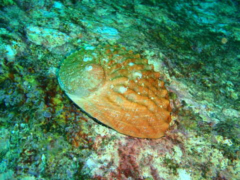 Image of Blacklip abalone