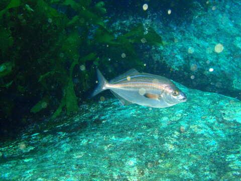 صورة Latridopsis forsteri (Castelnau 1872)