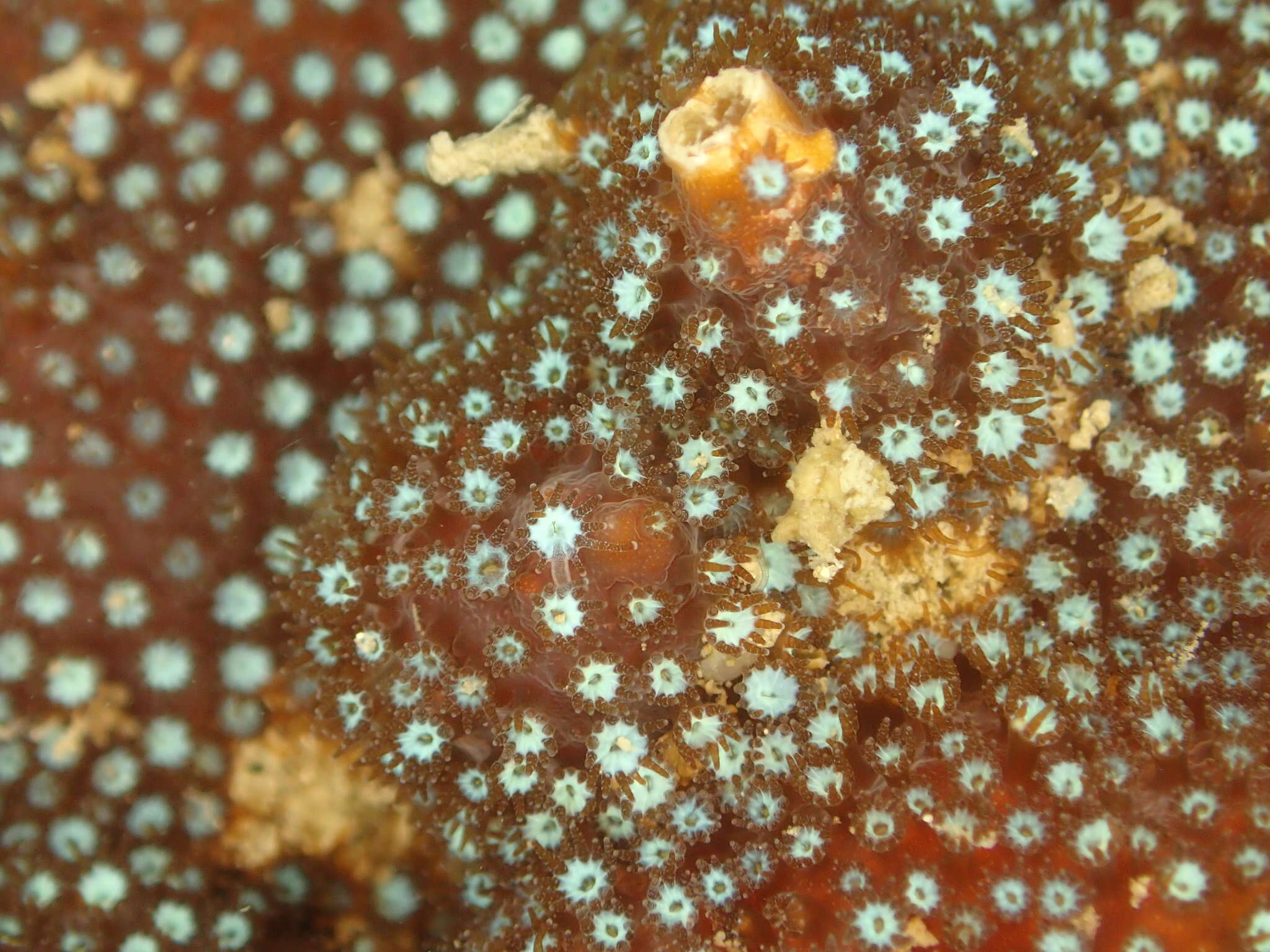 Image of Thorn Coral