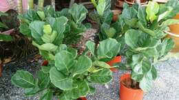 Image of fiddle-leaf fig