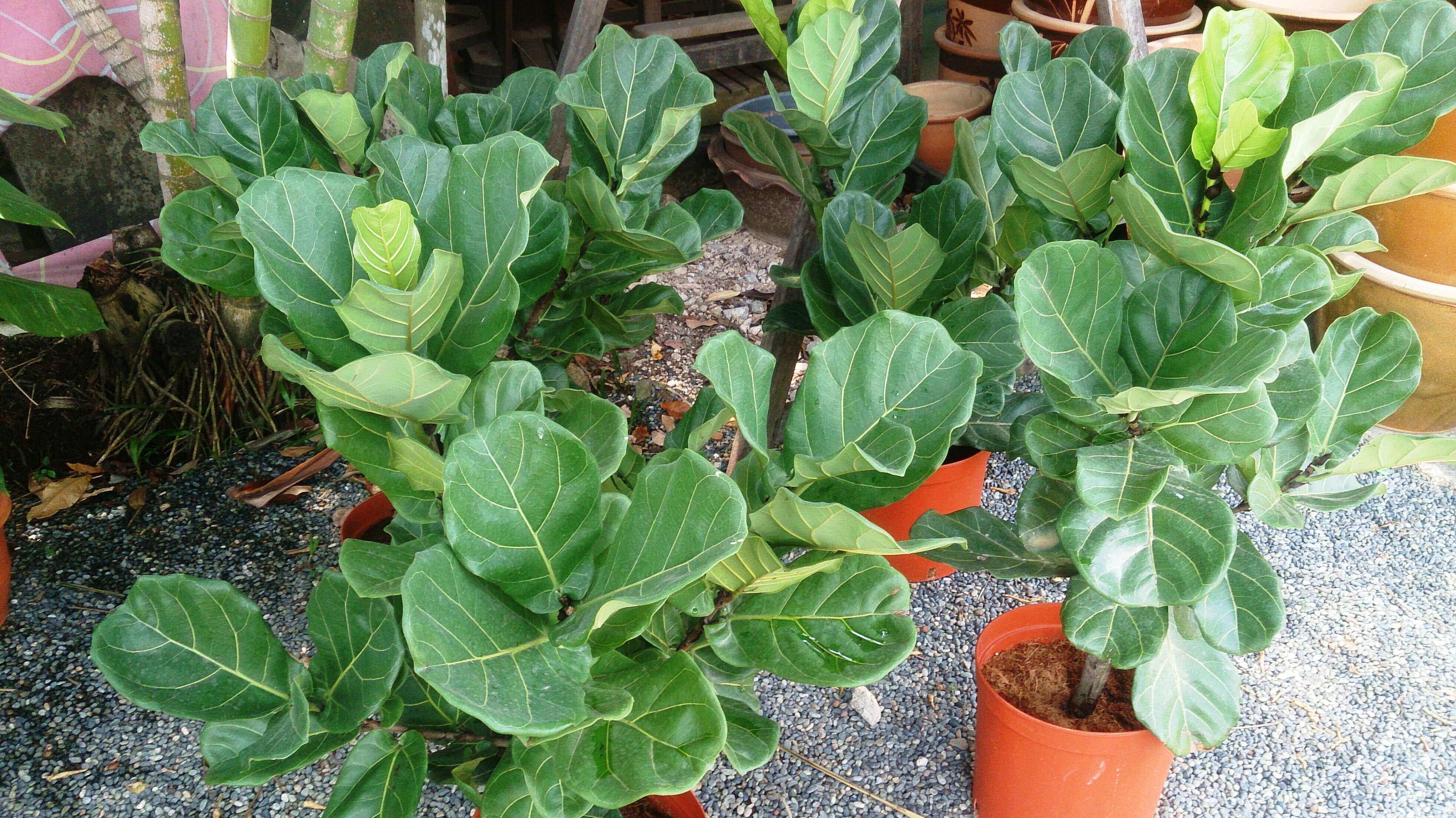 Image of fiddle-leaf fig