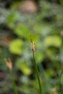 Imagem de Eleocharis limosa (Schrad.) Schult.