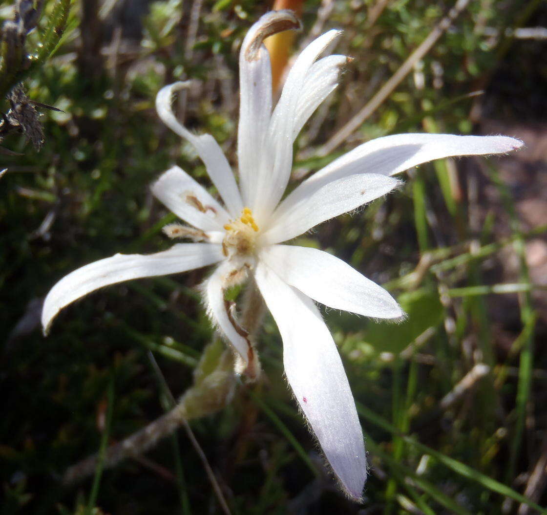 Imagem de Knowltonia tenuifolia (L. fil.) Mosyakin