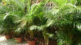 Image of Areca Palm