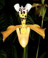 Слика од Paphiopedilum gratrixianum Rolfe