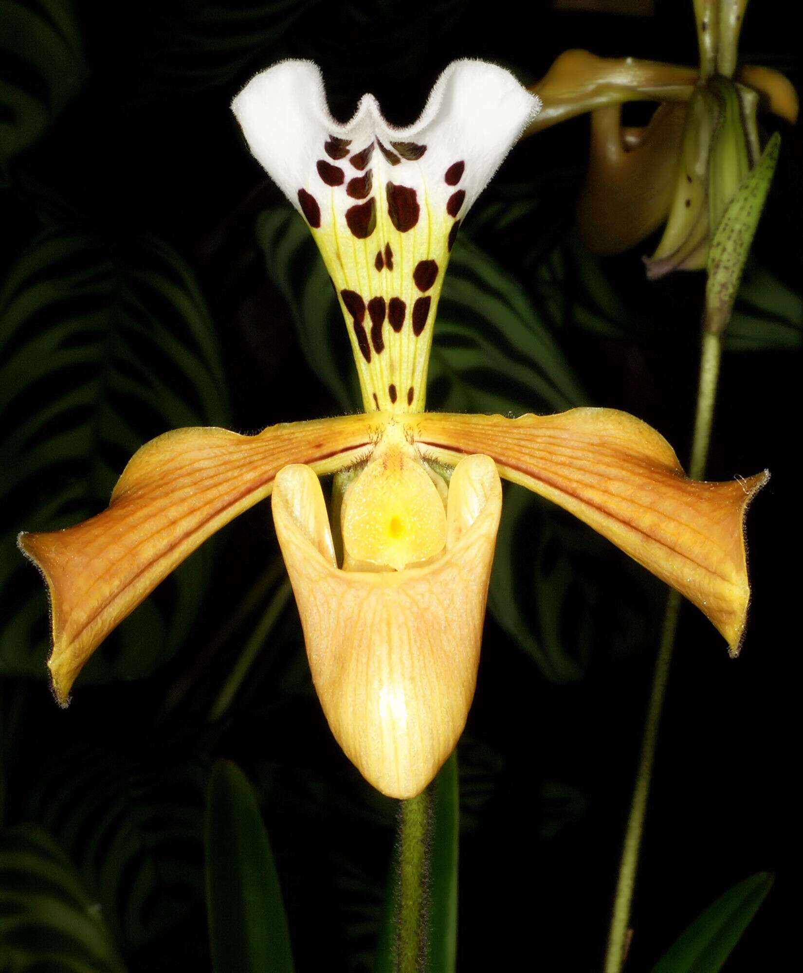 Слика од Paphiopedilum gratrixianum Rolfe