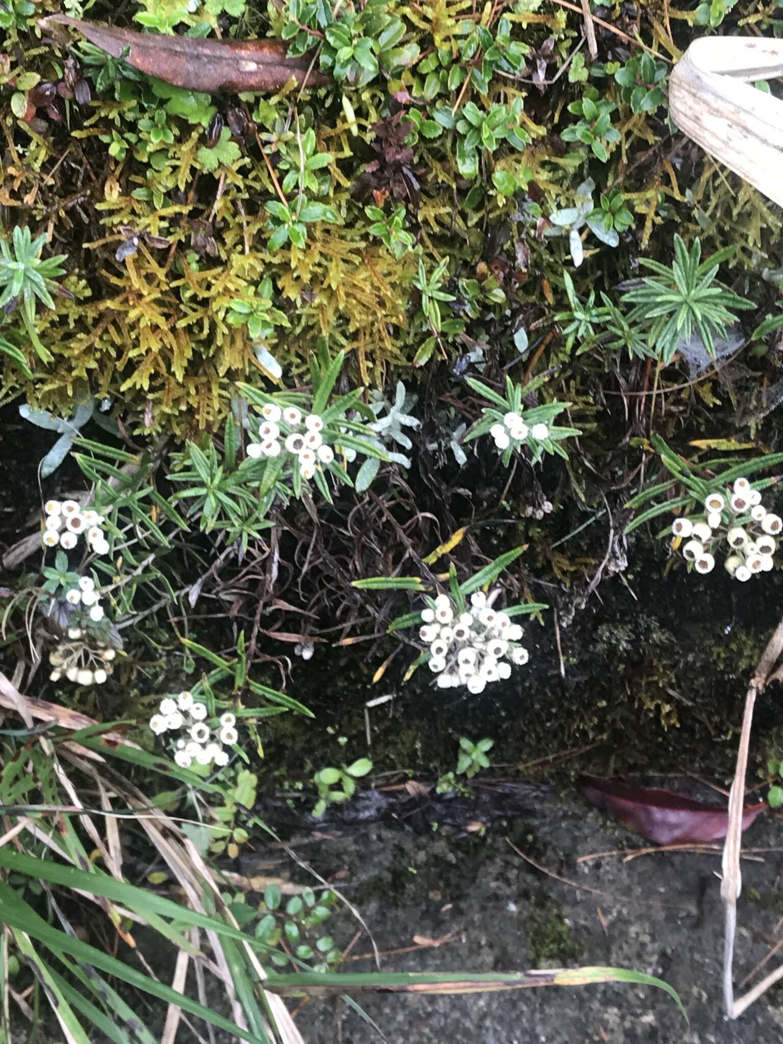 Слика од Anaphalis morrisonicola Hayata