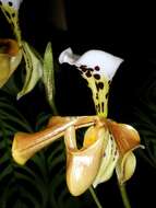 Слика од Paphiopedilum gratrixianum Rolfe