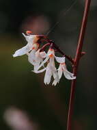 Image of Korean abeliophyllum