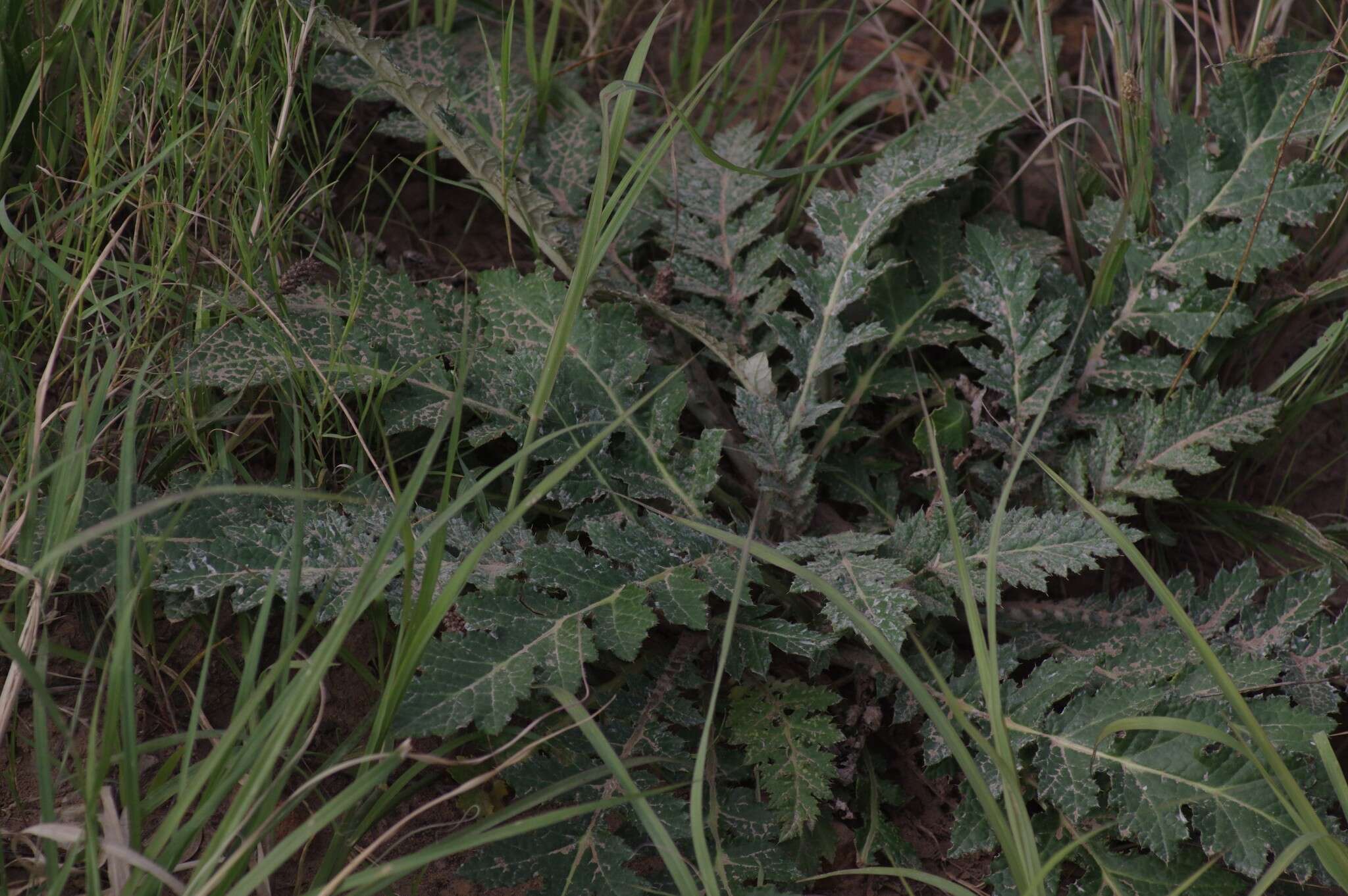 Image of Platycarpha glomerata (Thunb.) Less.