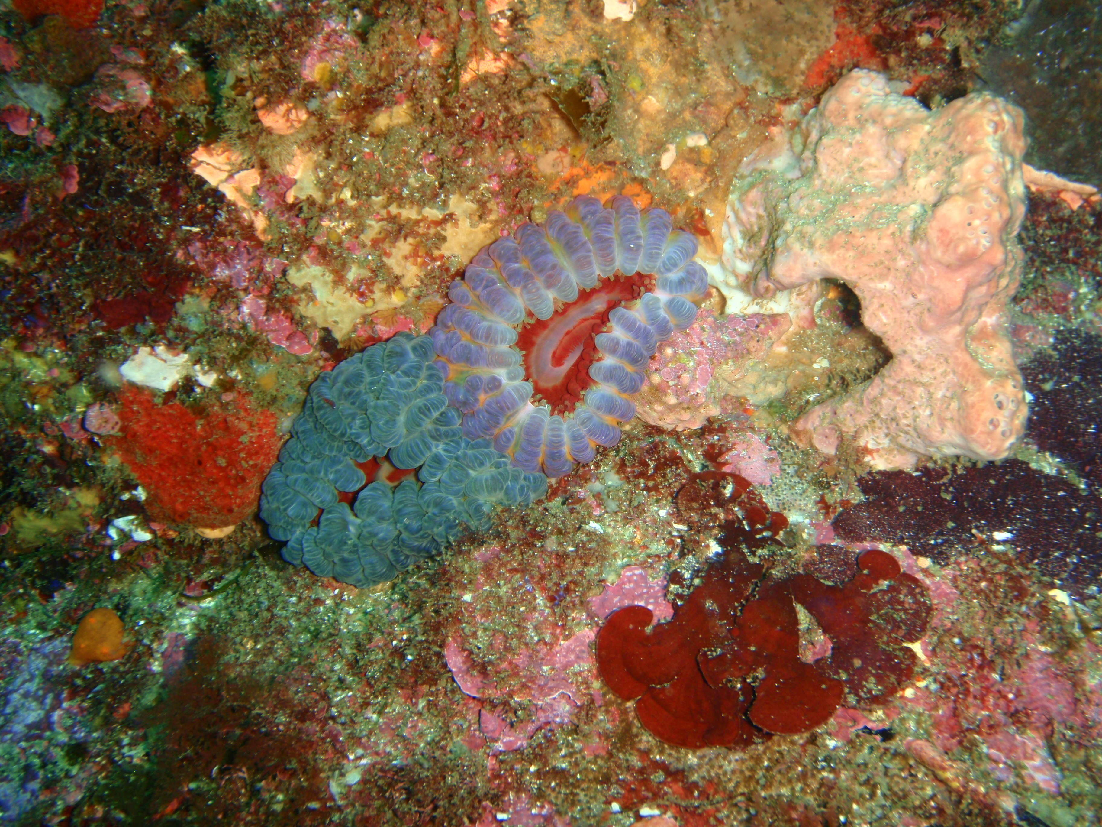 Image of southern anemone