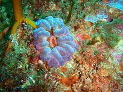 Image of southern anemone