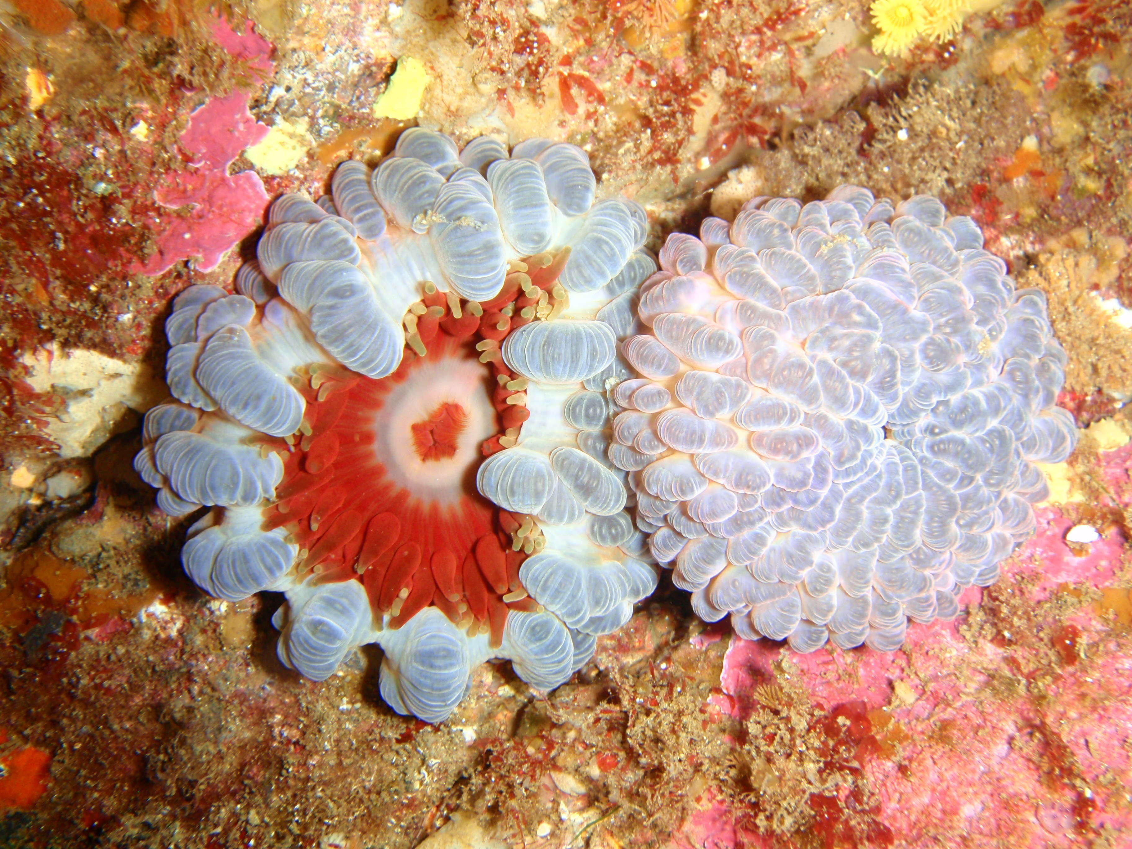 Image of southern anemone