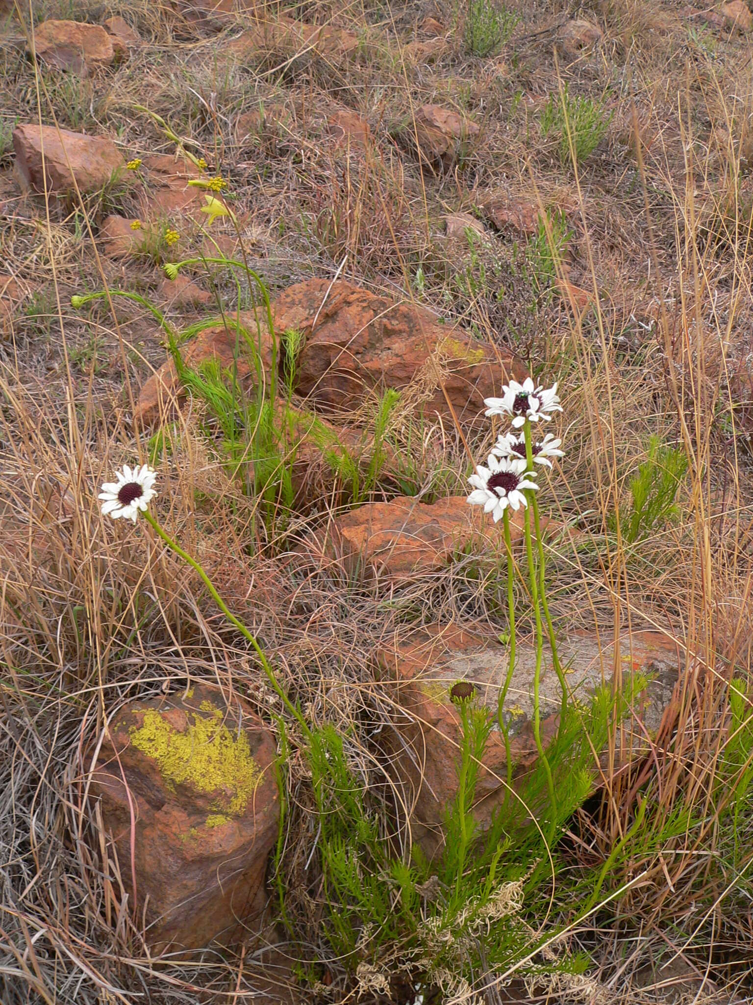 Callilepis leptophylla Harv.的圖片