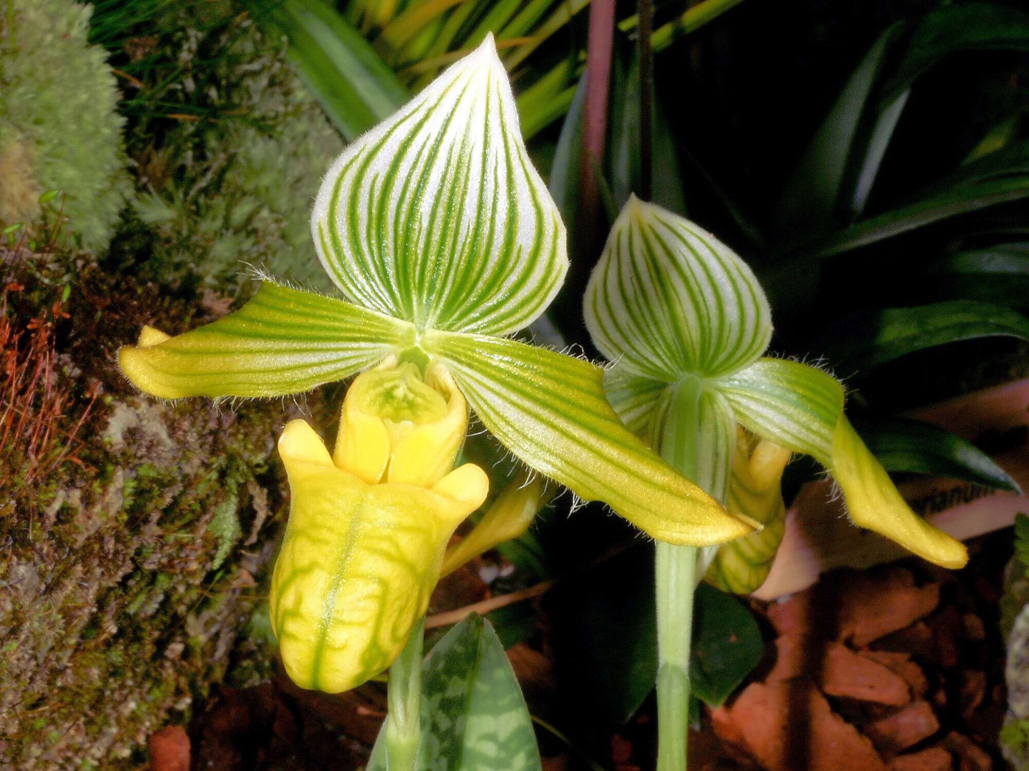 Sivun Paphiopedilum venustum (Wall. ex Sims) Pfitzer kuva