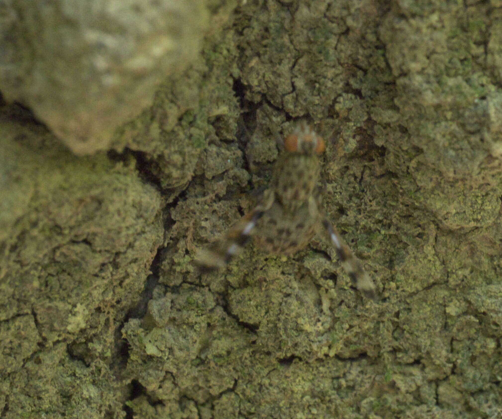 Plancia ëd Pseudotephritis approximata Banks 1914