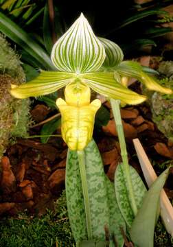 Image de Paphiopedilum venustum (Wall. ex Sims) Pfitzer