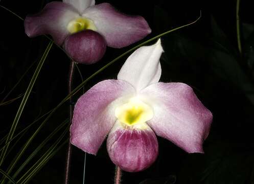 Image de Paphiopedilum vietnamense O. Gruss & Perner