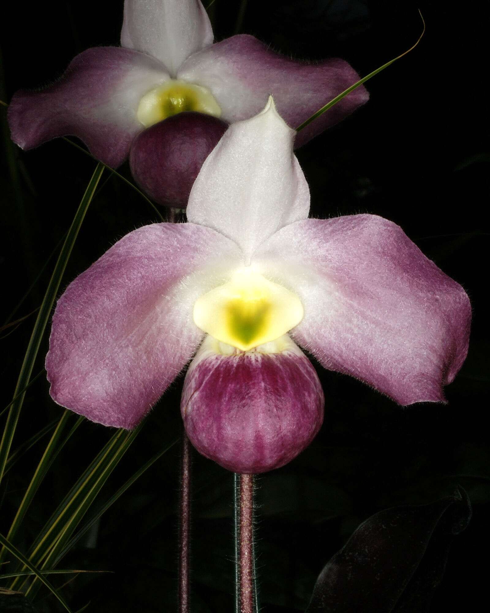 Image de Paphiopedilum vietnamense O. Gruss & Perner