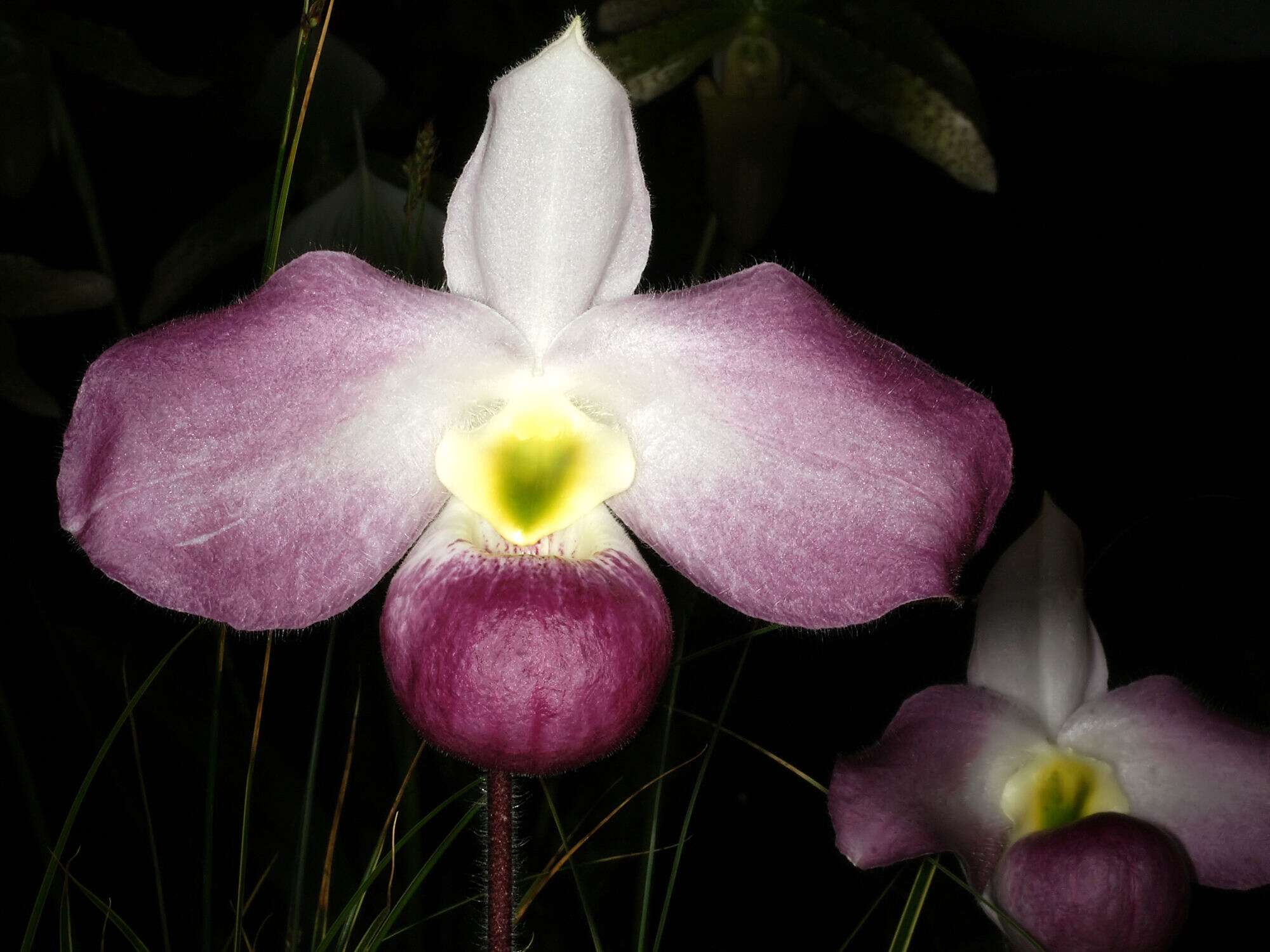 Image de Paphiopedilum vietnamense O. Gruss & Perner