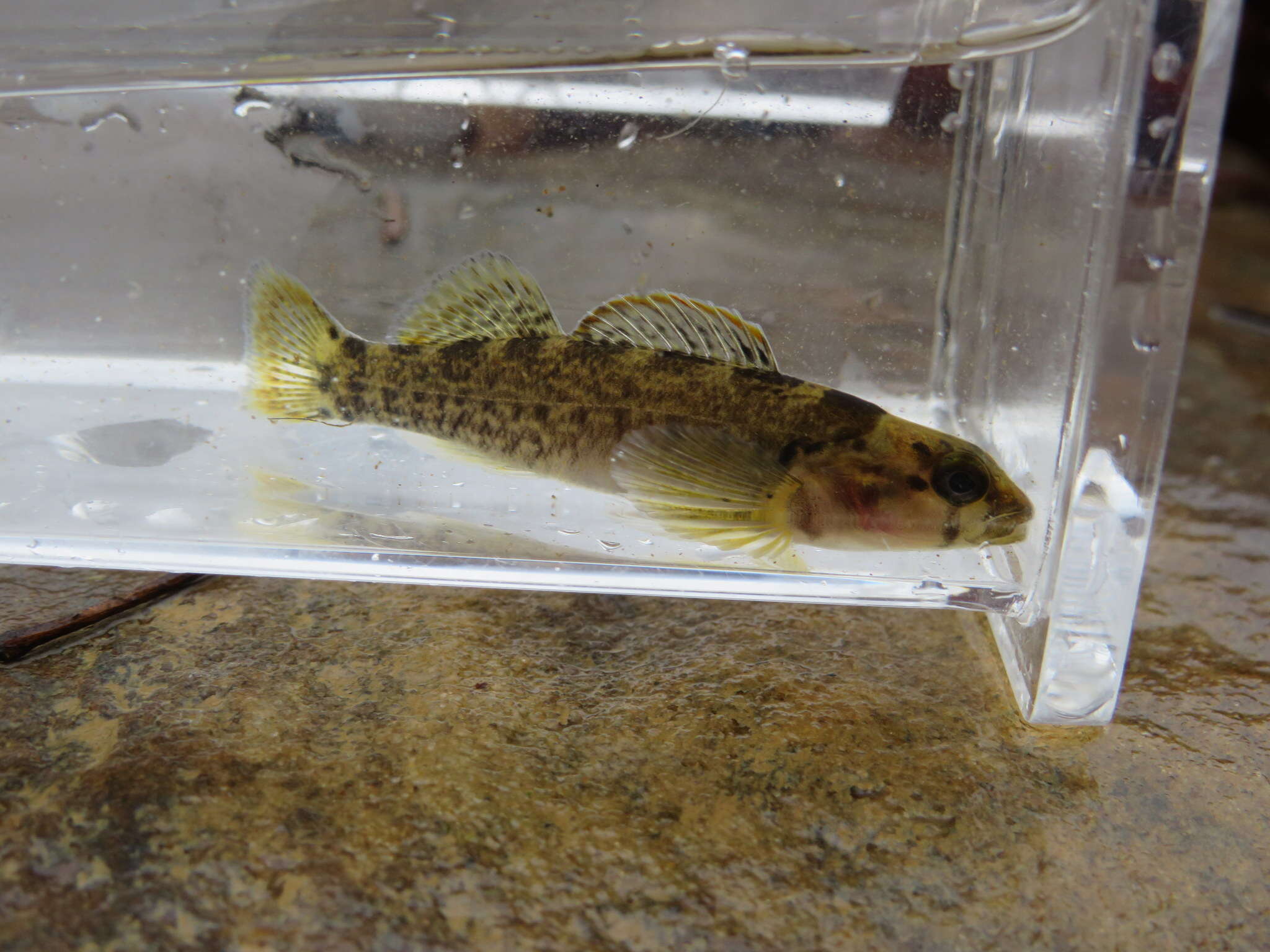 Слика од Etheostoma douglasi Wood & Mayden 1993