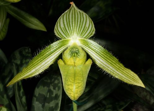 Image of Ward's Paphiopedilum