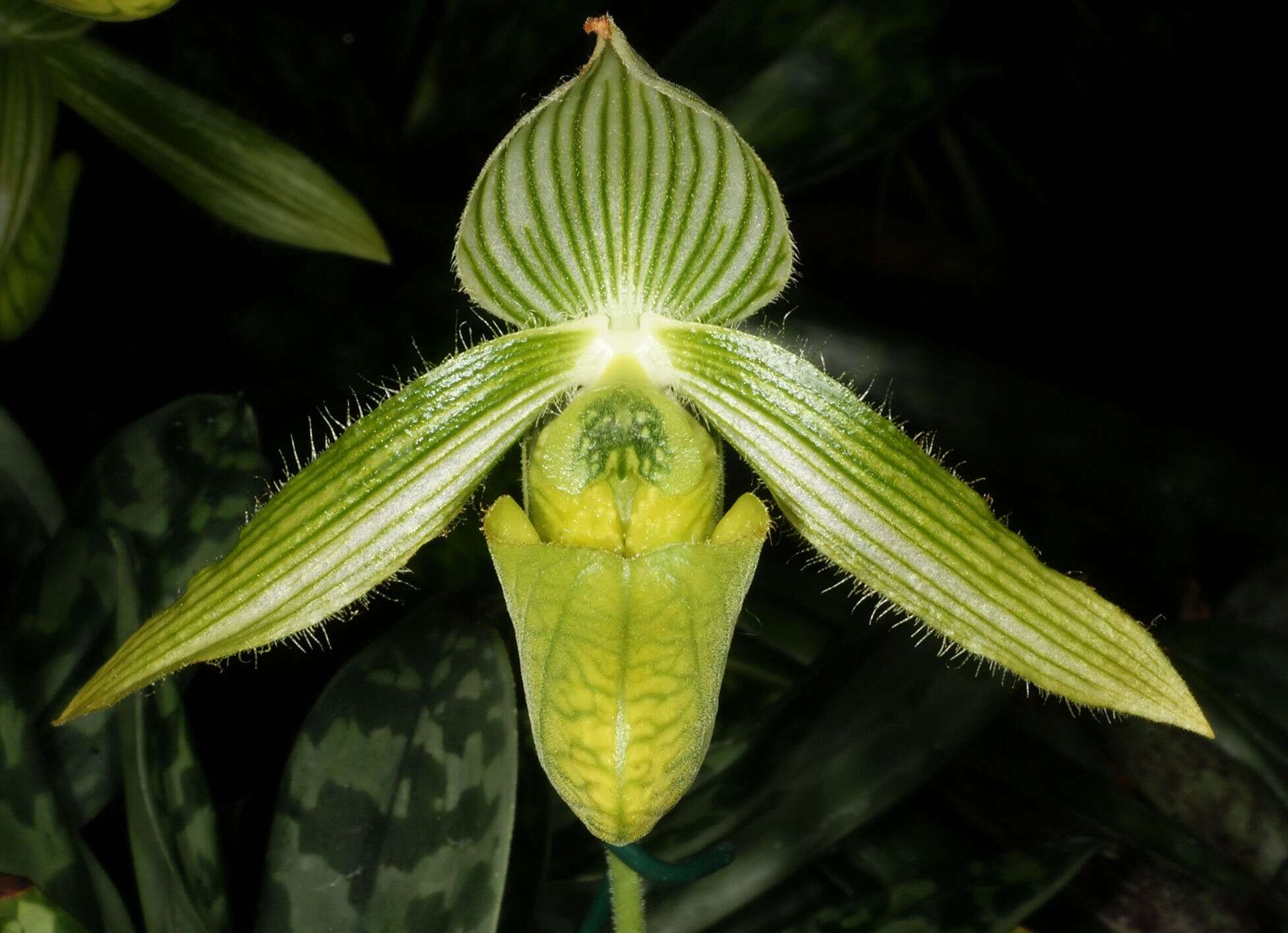 Image de Paphiopedilum wardii Summerh.