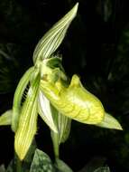 Image de Paphiopedilum wardii Summerh.