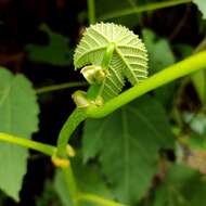 Image of Macaranga triloba (Thunb.) Müll. Arg.