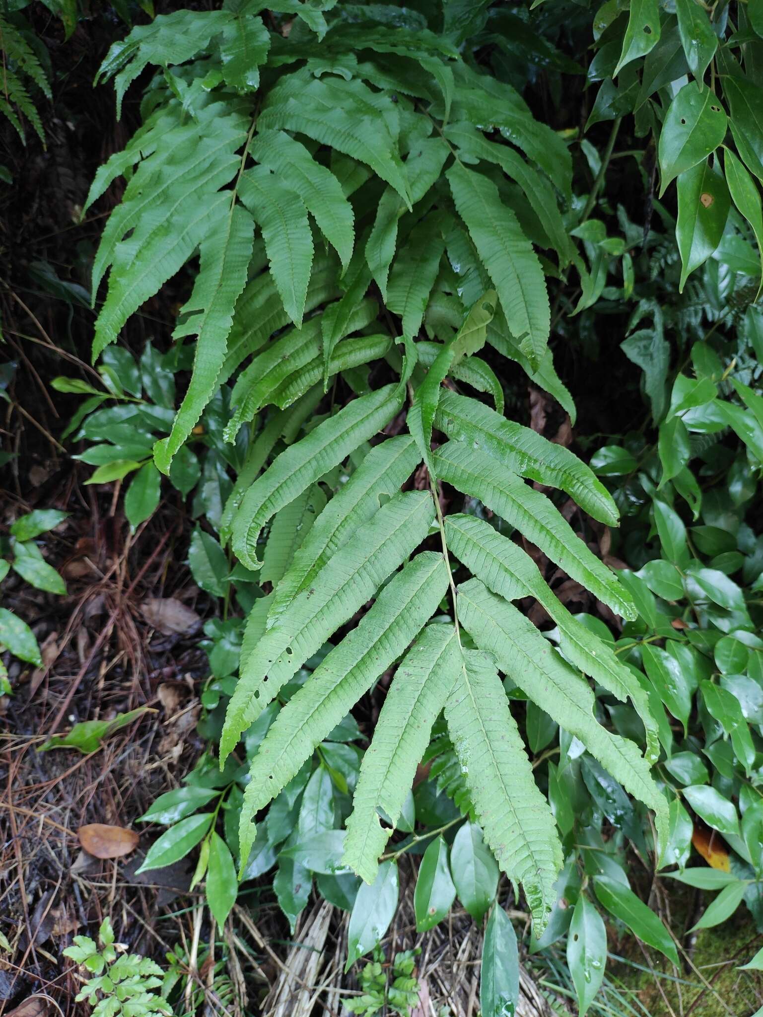 Image of Menisciopsis penangiana (Hook.) S. E. Fawc. & A. R. Sm.