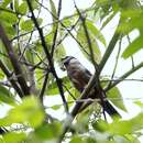 Image of White-cheeked Bullfinch