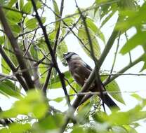 Image of White-cheeked Bullfinch