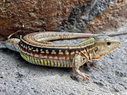 Image of Bocourt's Ameiva