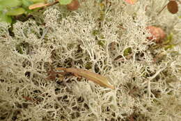 Image of reindeer lichen